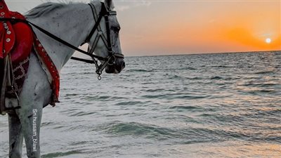 فيفي عبدو: أردت التعود على الجلوس في القبر